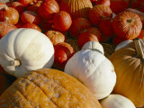 A Pile of Pumpkins of Different Colors