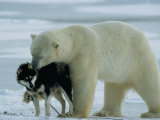 A Polar Bear (Ursus Maritimus) Snuggles up to a Chained Husky