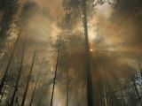 Sunlit Smoke Whispers the Firefighters Secret- Life Can Be Beautiful Even When the World Burns Down