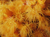 multiple polyps in you uterus polyps