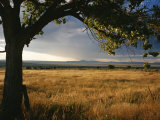 A Tree Frames a Golden Grassland and Rolling Hills under a Stormy Sky