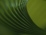 Close View of a Leaf Pattern  Costa Rica