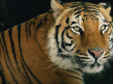 Portrait of an Indian Tiger
