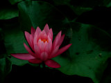 A Pink Flower Opens its Petals Above Green Leaves
