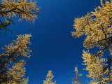 View Looking Upwards at the Blue Sky Framed by Trees