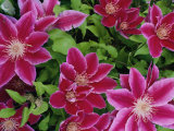Clematis