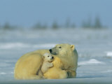 Mother and Cub Polar Bear Nestle Together for Warmth in the Arctic Landscape
