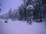 A Snowmobiler Stops to Look at a Foraging Elk