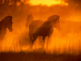 A Group of Zebras Stand in a Dust Cloud Colored Gold by the Low Sunlight