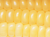 A Close View of Rows of Corn Kernels