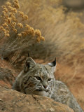 A Bobcat