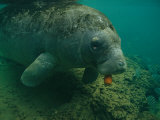 A Florida Manatee Chews on a Carrot in the Crystal River