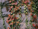 Ivy on a Stone Wall
