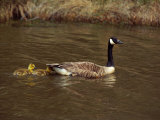 A Canada Goose is Followed by Two Goslings in the Water