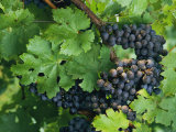 Close View of Red Grapes on the Vine