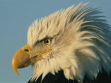 Profile View of a Bald Eagle