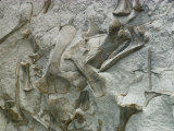 Dinosaur Fossils Embedded in Stone