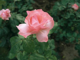 Close-up View of a Pink Rose with Green Leaves in Background
