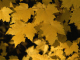 Maple Tree Leaves Have Turned a Bright Yellow in the Fall