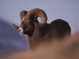 Bighorn Ram  Yellowstone National Park  Wyoming