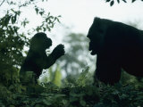 A Female Western Lowland Gorilla Appears to Be Teaching Her Youngster