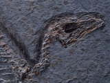 Detail of Fossil Head (Sinosauropteryx Prima)  120 Million Years Old  Evolution of Birds  China