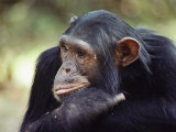 A Close-up of One of the Many Chimpanzees That were Studied by Researcher Jane Goodall