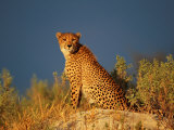A Cheetah Surveys its Territory from a High Lookout