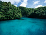 A Tropical Scene