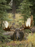 A Moose at Rest in Denali National Park