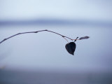 Leaves on a Twig