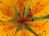 Wood Lily on Bolshoy Shantar Island