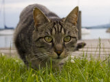 A Close View of a Cat