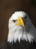 A Portrait of a Northern American Bald Eagle