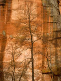 Solitary Tree in Front of Red Rock Canyon Walls at Oak Creek Canyon