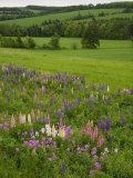 Lupines Grow in Front of Hay Fields in Springtime