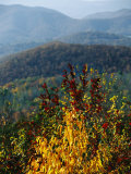 Autumn Colored Cherry Tree with View of Blue Ridge Mountains