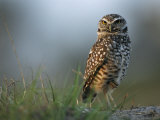 Burrowing Owl in its Grassland Habitat