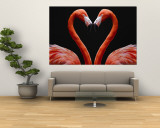 Flamingos