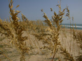 Sea Oats  Vital Plants That Anchor Sand Dunes  Blow in the Breeze