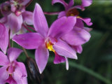 Cluster of Purple Orchids of the Spathoglottis Type