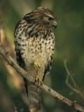 Red-Shouldered Hawk Perches on a Tree Branch