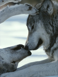 Two Gray Wolves Touch Noses during a Tender Moment