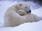 Mother Polar Bear and her Cub