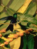 Hummingbird on a Branch in Amazonia