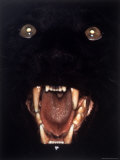Close Up of Snarling Black Leopard