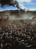 Cattle Drive at Trinchera Ranch