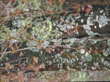 Lichen Colorfully Splattered on Tree Trunk in Allegheny Mountain Area of West Virginia