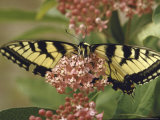 Close Up of Butterfly on Flower