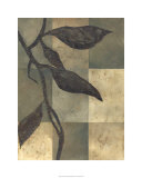 Tortoise Shell I